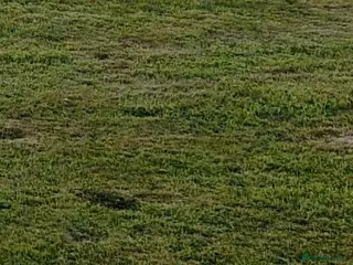 Miniature Dachshund dogs Blue miniature daschund - Advert 8