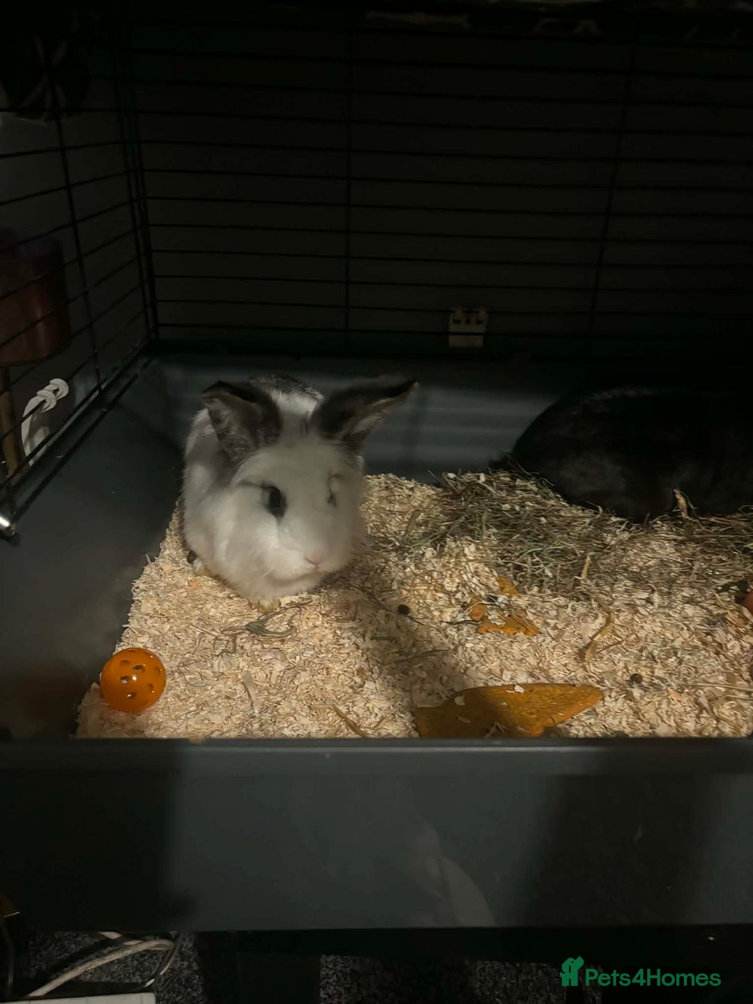 Mixed Breed rabbits for sale: 2 Very Freindly And Loving Rabbits - Advert 5