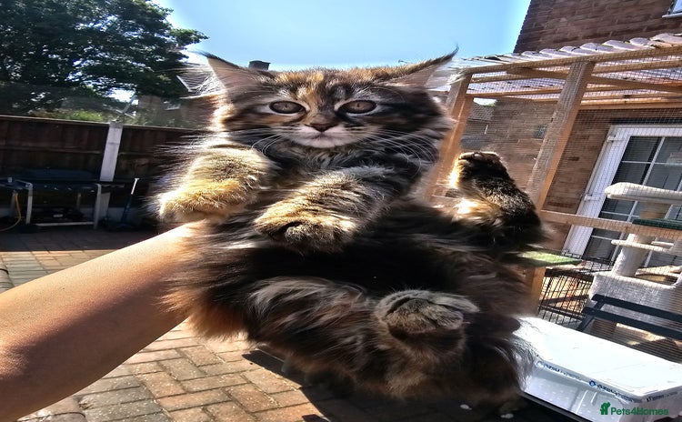 Maine Coon cats - Advert 15
