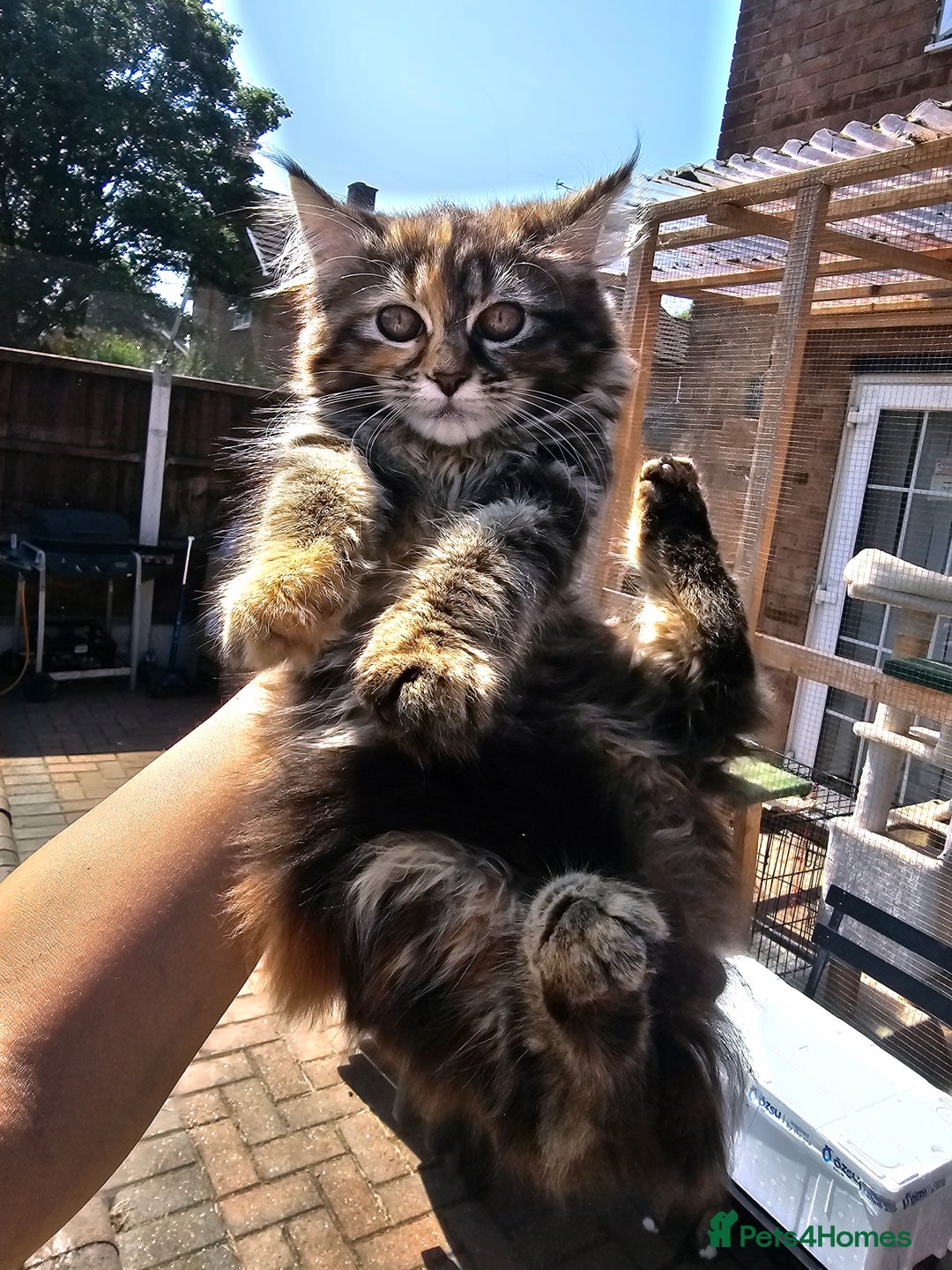 Maine Coon cats for sale: Maine coon × Siberian - Image 1