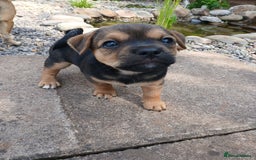 Jack Russell dogs for sale: Jack Russell/Pug puppies  - Image 5