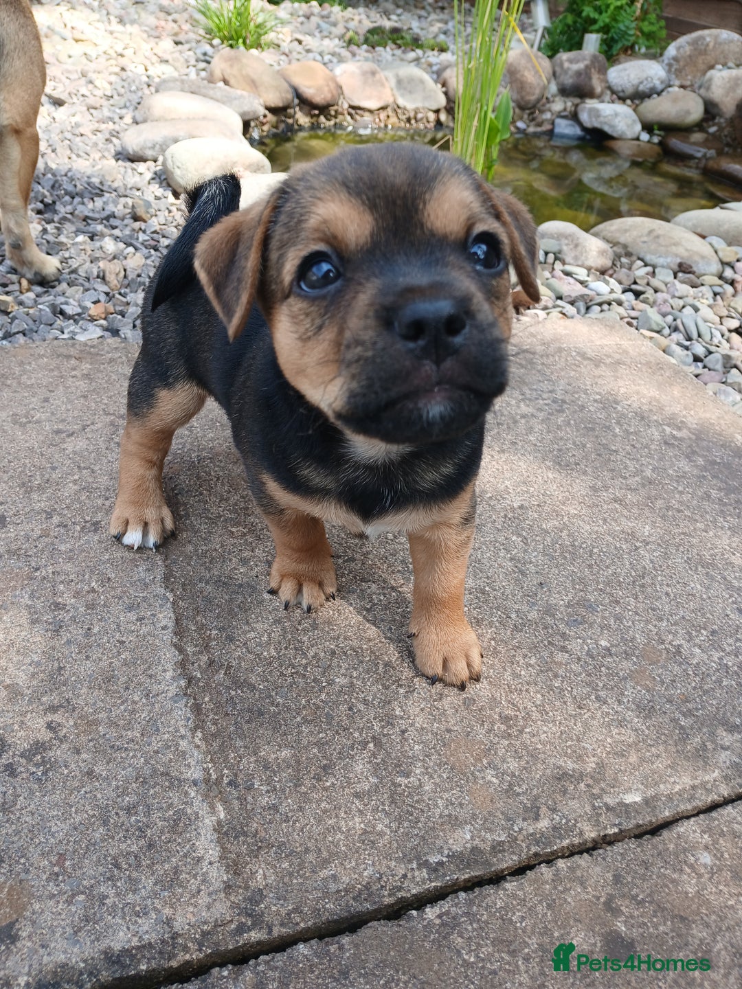 Jack Russell dogs for sale: Jack Russell/Pug puppies  - Image 5
