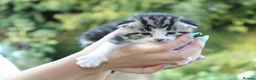 Domestic Shorthair cats for sale: 5 Cuddle kittens ready for homes - Advert 5