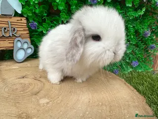 Mini Lop rabbits Stunning purebred mini lops - Advert 6