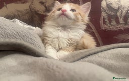 Mixed Breed cats for sale: 5 Fluffy Half Maine Coon kittens - Advert 19