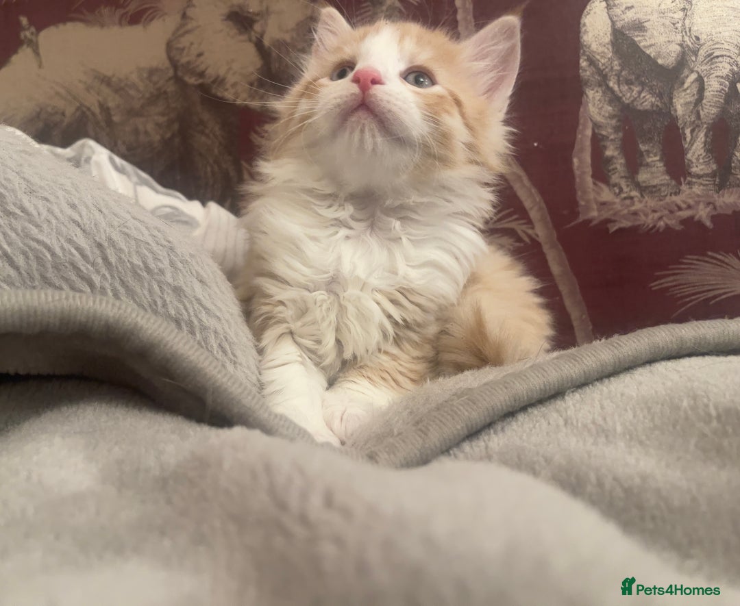 Mixed Breed cats for sale: 5 Fluffy Half Maine Coon kittens - Advert 19