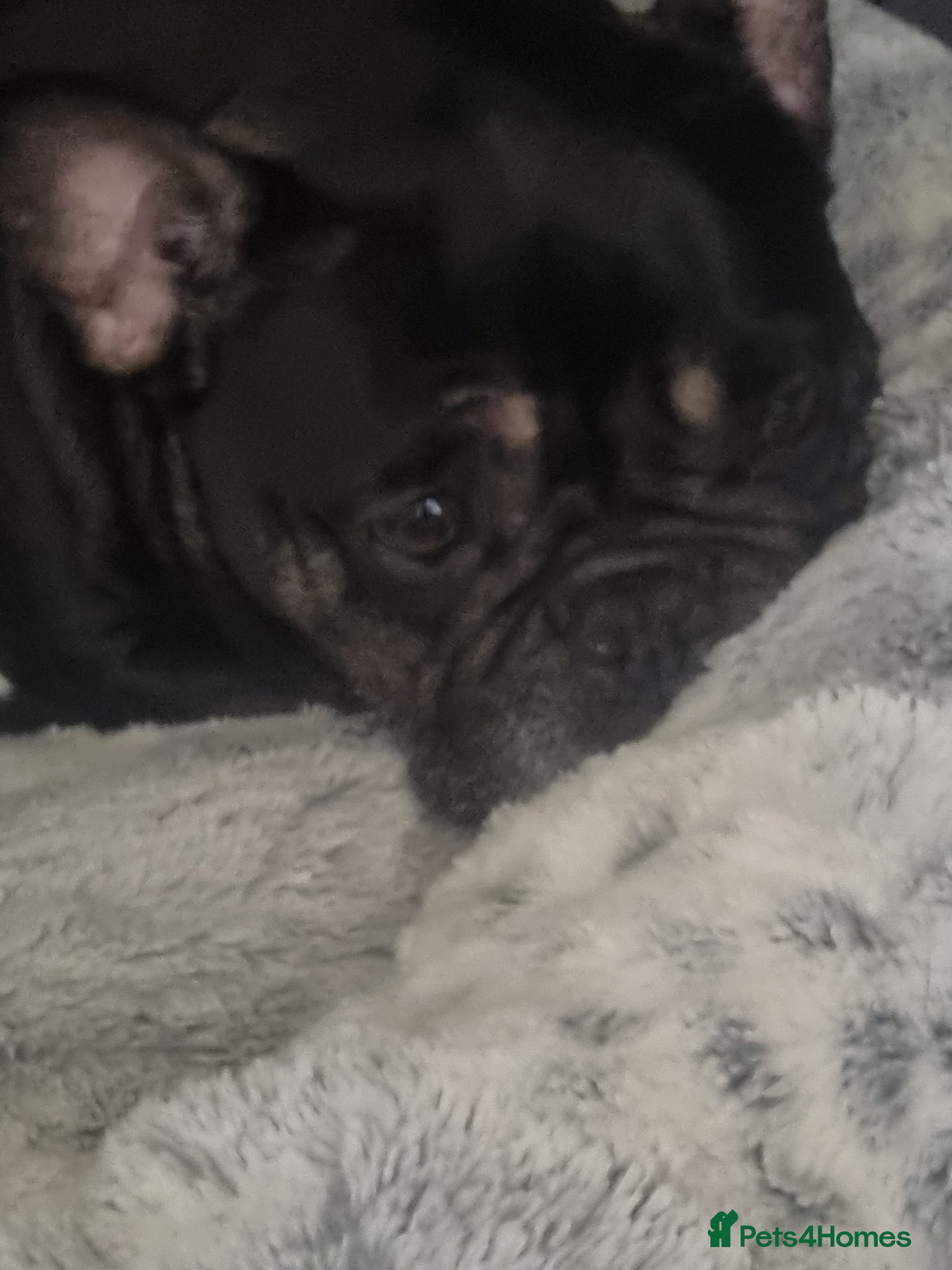 Mixed Breed dogs for sale: French/english bulldog puppy  - Advert 3