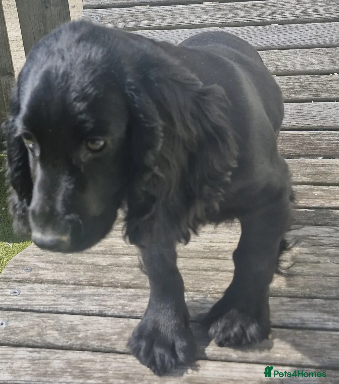 Cocker Spaniel dogs for sale: Black Cocker Spaniel Girl - Advert 2