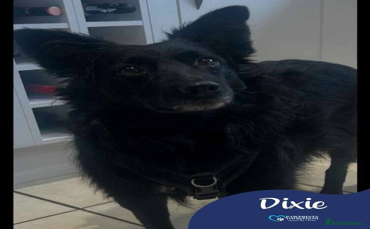 Mixed Breed dogs Meet Dixie, currently residing in Wiltshire  - Advert 1