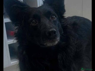 Mixed Breed dogs Meet Dixie, currently residing in Wiltshire - Advert 1