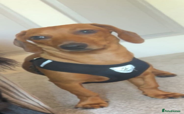 Dachshund dogs - Advert 14
