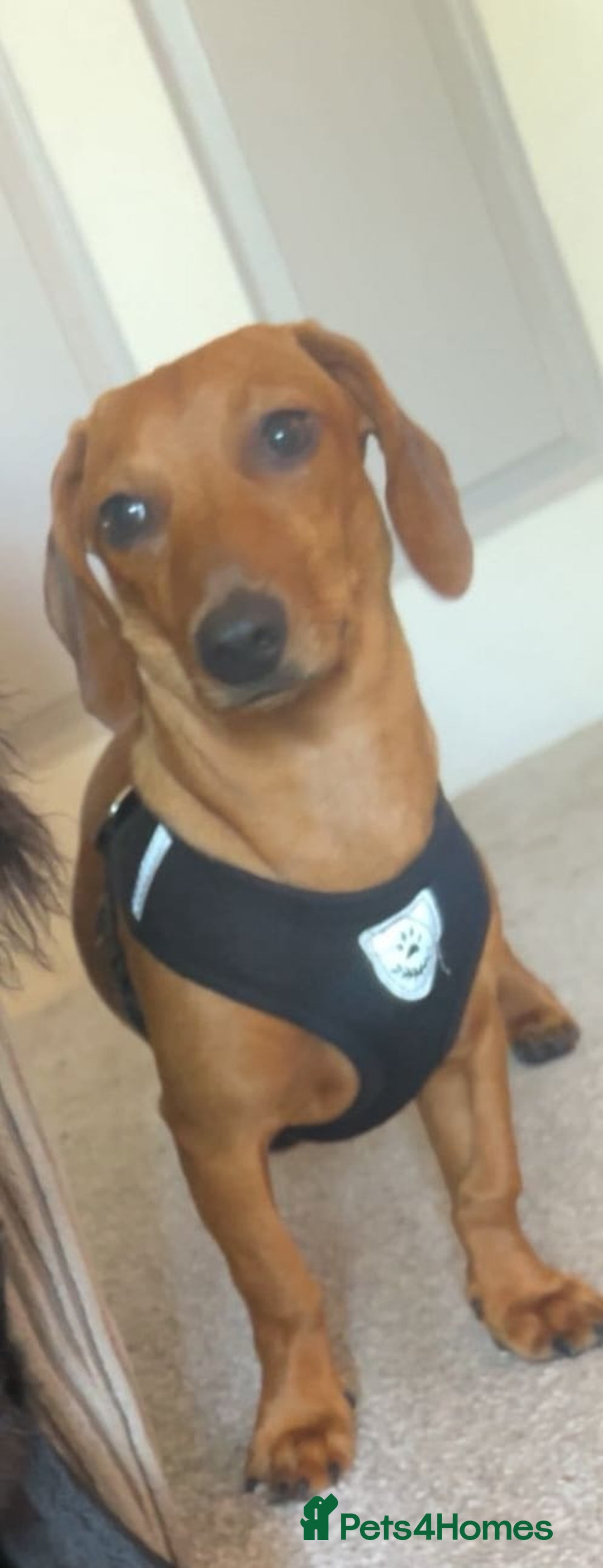 Dachshund dogs for sale: Standard Dachshund pup 9 months old  - Image 1
