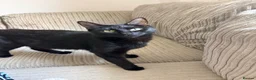 Mixed Breed cats for sale: 🐾 Beautiful British Shorthair Cross Kittens 🐾 in Stone - Advert 9