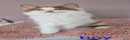 Munchkin cats for sale: Beautiful Munchkin kittens  - Advert 13