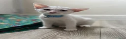 Mixed Breed cats for sale: White and tabby kittens  - Advert 8