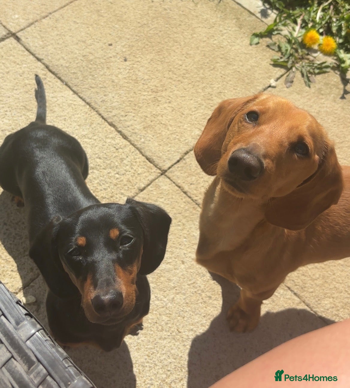 Miniature Dachshund dogs Female miniature dachshund  - Advert 11