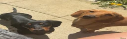 Miniature Dachshund dogs for sale: Female miniature dachshund  in Middlesbrough - Advert 1