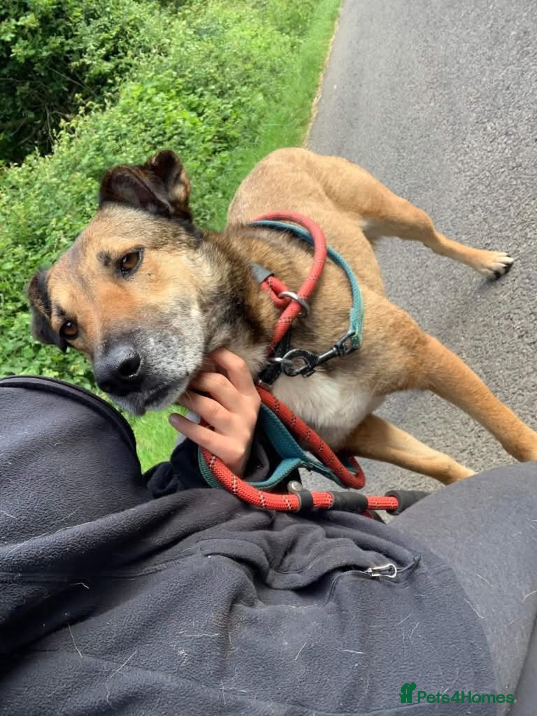 Mixed Breed dogs for adoption: Meet Faith, currently residing in Cheshire  in Nantwich - Image 13