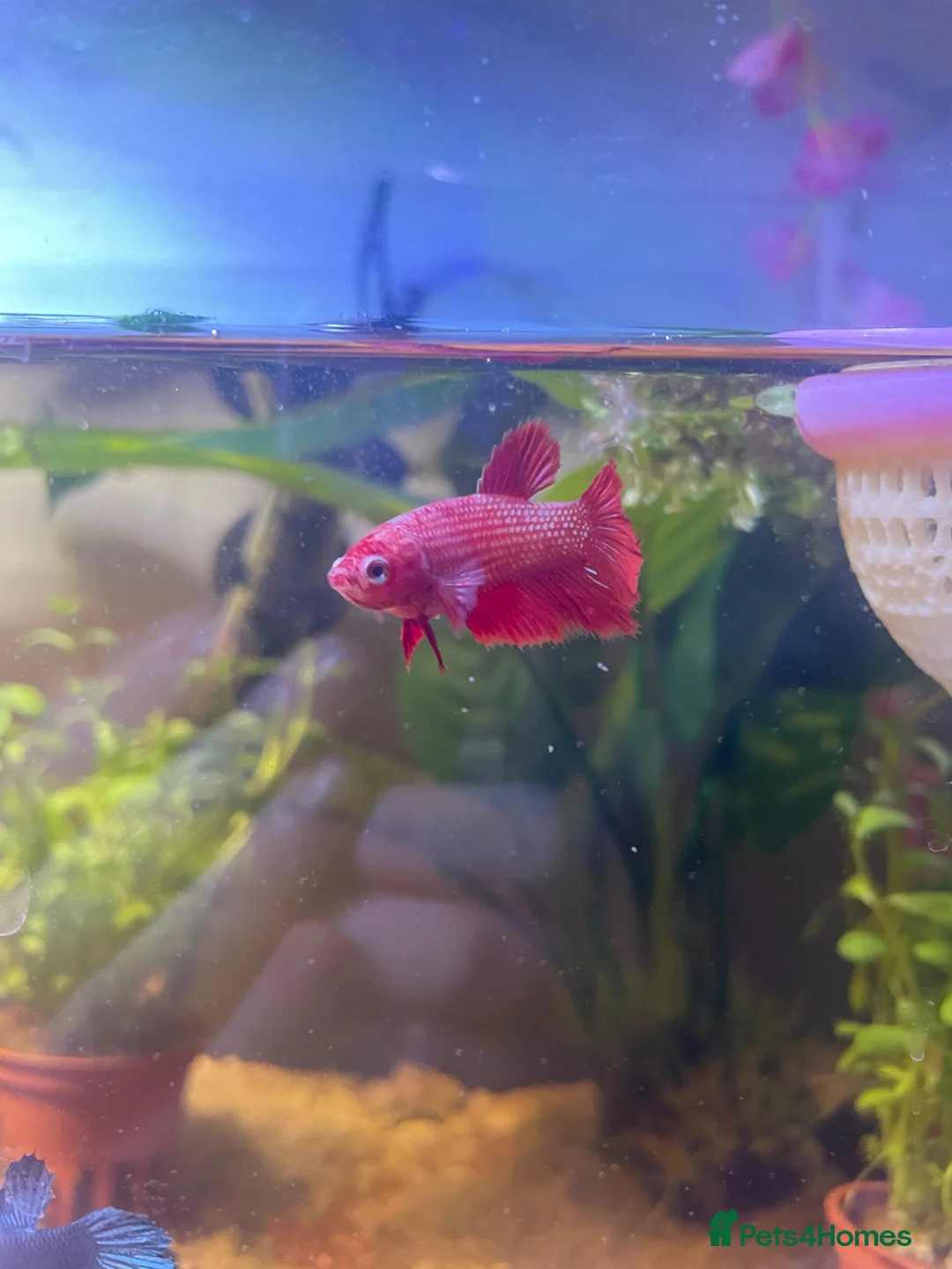 Bettas fish for sale: Red Female Betta in Salford - Advert 1