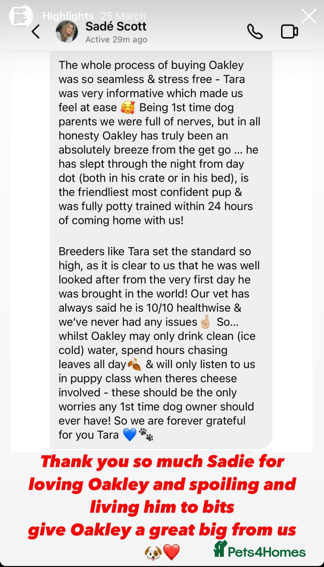 Cavapoo dogs for sale: Extensively Health Tested F1b Cavapoo Puppies  - Image 16