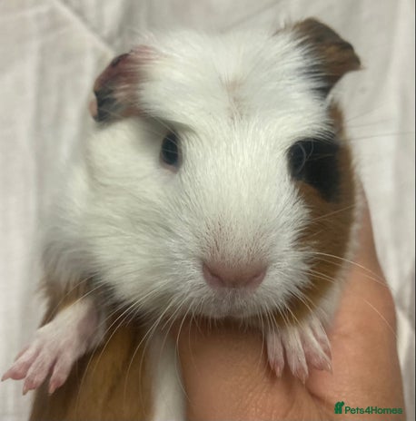 Guinea Pig rodents - Advert 6