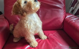Cavapoo dogs for sale: Red f1 cavapoos  in Knutsford - Image 7