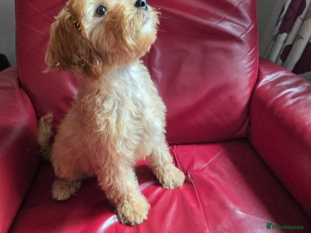 Cavapoo dogs for sale: Red f1 cavapoos  in Knutsford - Image 7
