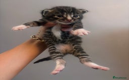 Mixed Breed cats for sale: Kittens for sale  - Image 3