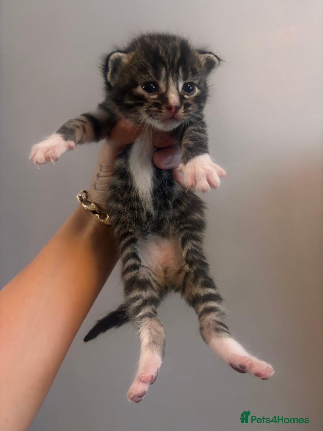 Mixed Breed cats for sale: Kittens for sale  - Image 3