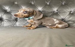 Miniature Dachshund dogs for sale: Miniature Dachshund Puppies ONE LEFT - Image 1