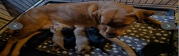 Labrador Retriever dogs for sale: Labrador puppies for sale - Advert 5