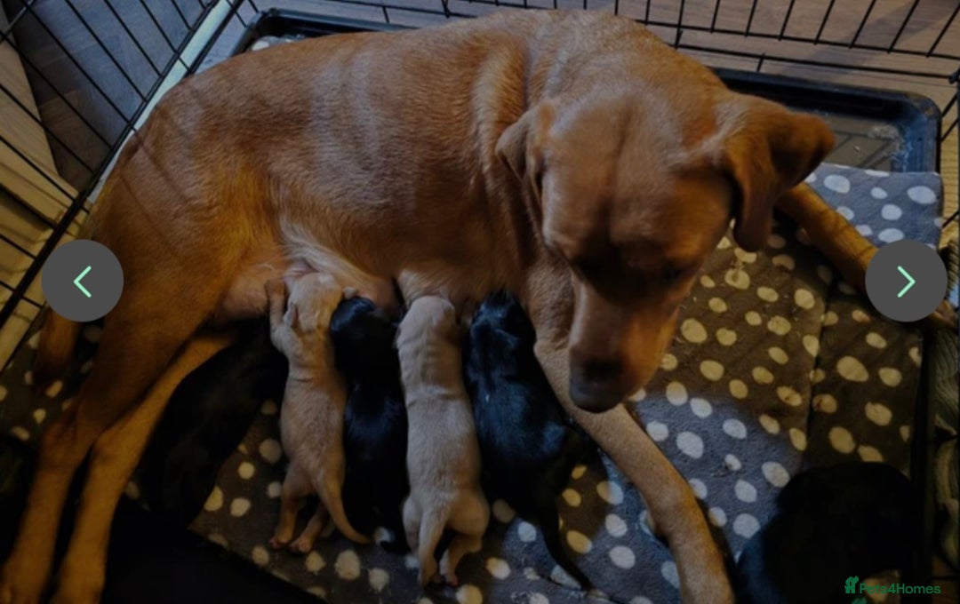 Labrador Retriever dogs for sale: Labrador puppies for sale - Advert 5