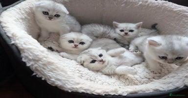 Scottish Fold cats 😻Scottish fold kittens😻 - Advert 7