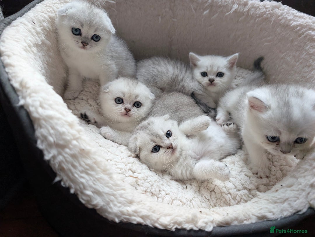 Scottish Fold cats for sale: 😻Scottish fold kittens😻 - Image 1