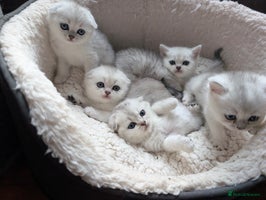 Scottish Fold cats 😻Scottish fold kittens😻 - Advert 7