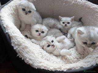 Scottish Fold cats for sale - Advert 1