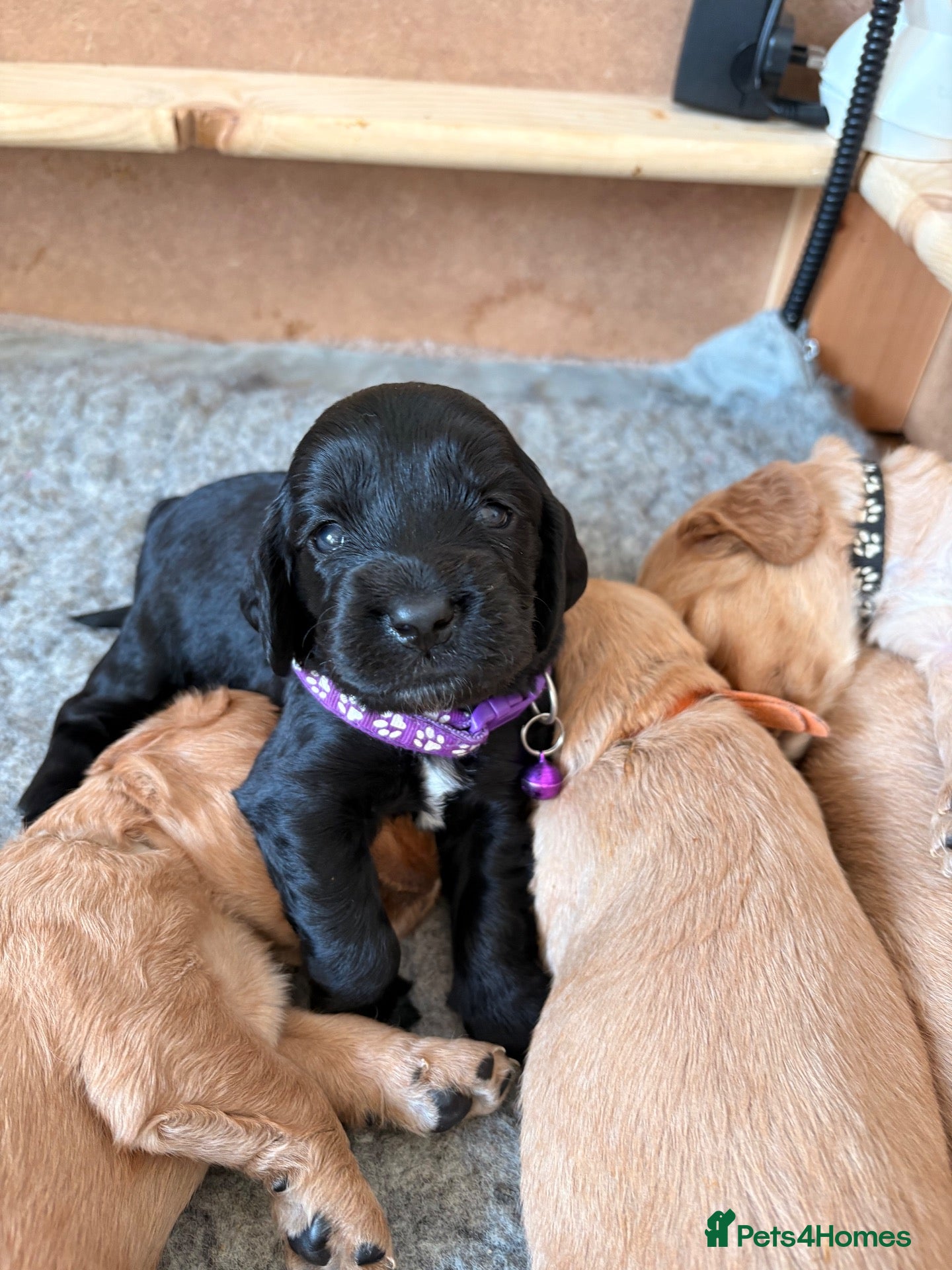 Cocker Spaniel dogs 🐾 Cocker Spaniel Puppies–One little girl left🐾  - Advert 1