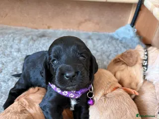 Cocker Spaniel dogs 🐾 Cocker Spaniel Puppies–One little girl left🐾 - Advert 1
