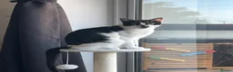 Mixed Breed cats for sale: Male cat  in London - Advert 1