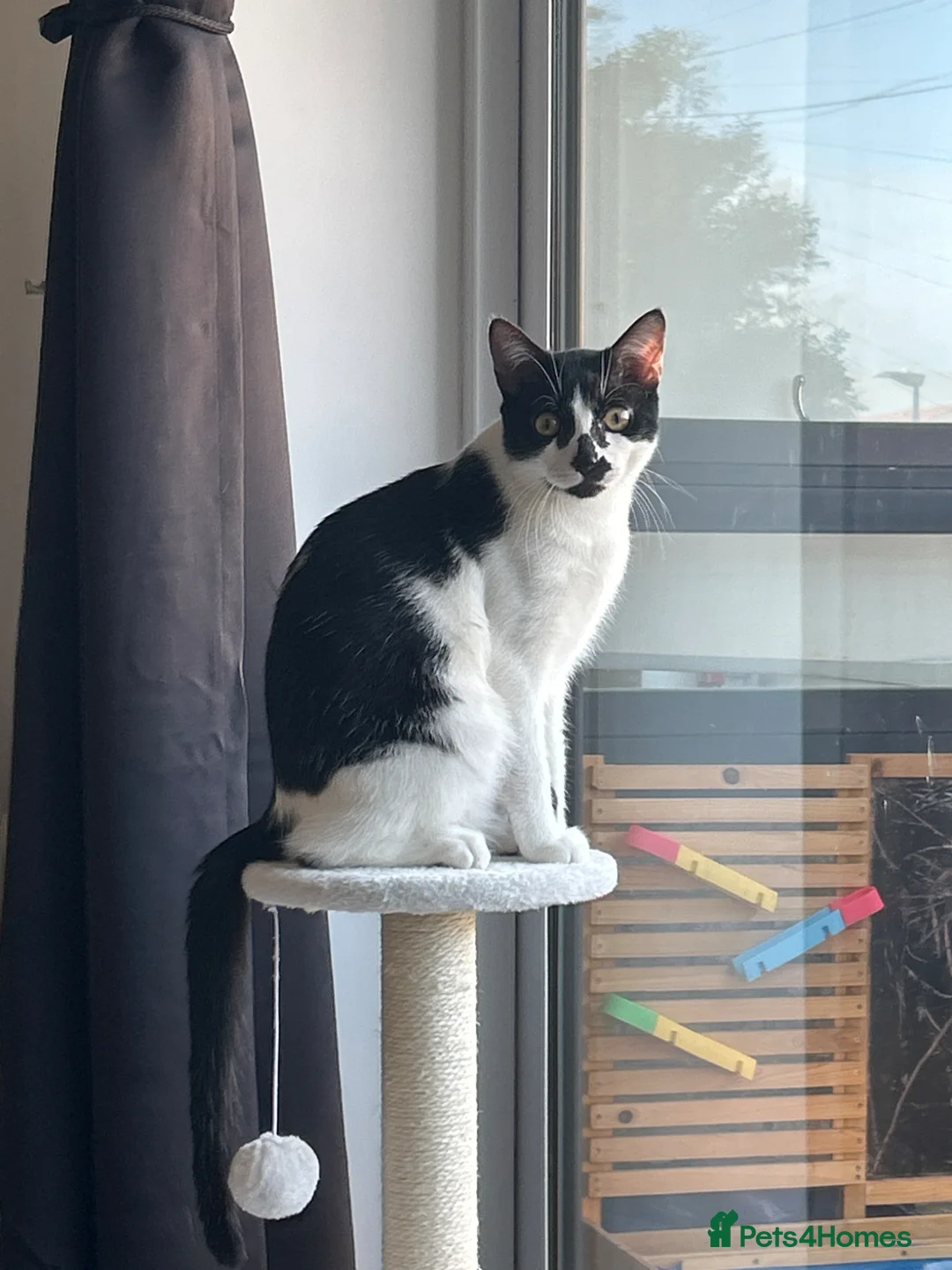 Mixed Breed cats for sale: Male cat  in London - Advert 1