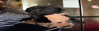 Boy 1