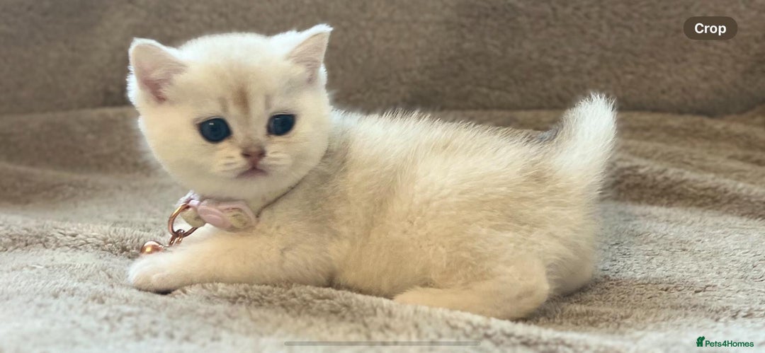 Scottish Fold cats for sale: Beautiful Scottish Straight Kittens - Advert 15