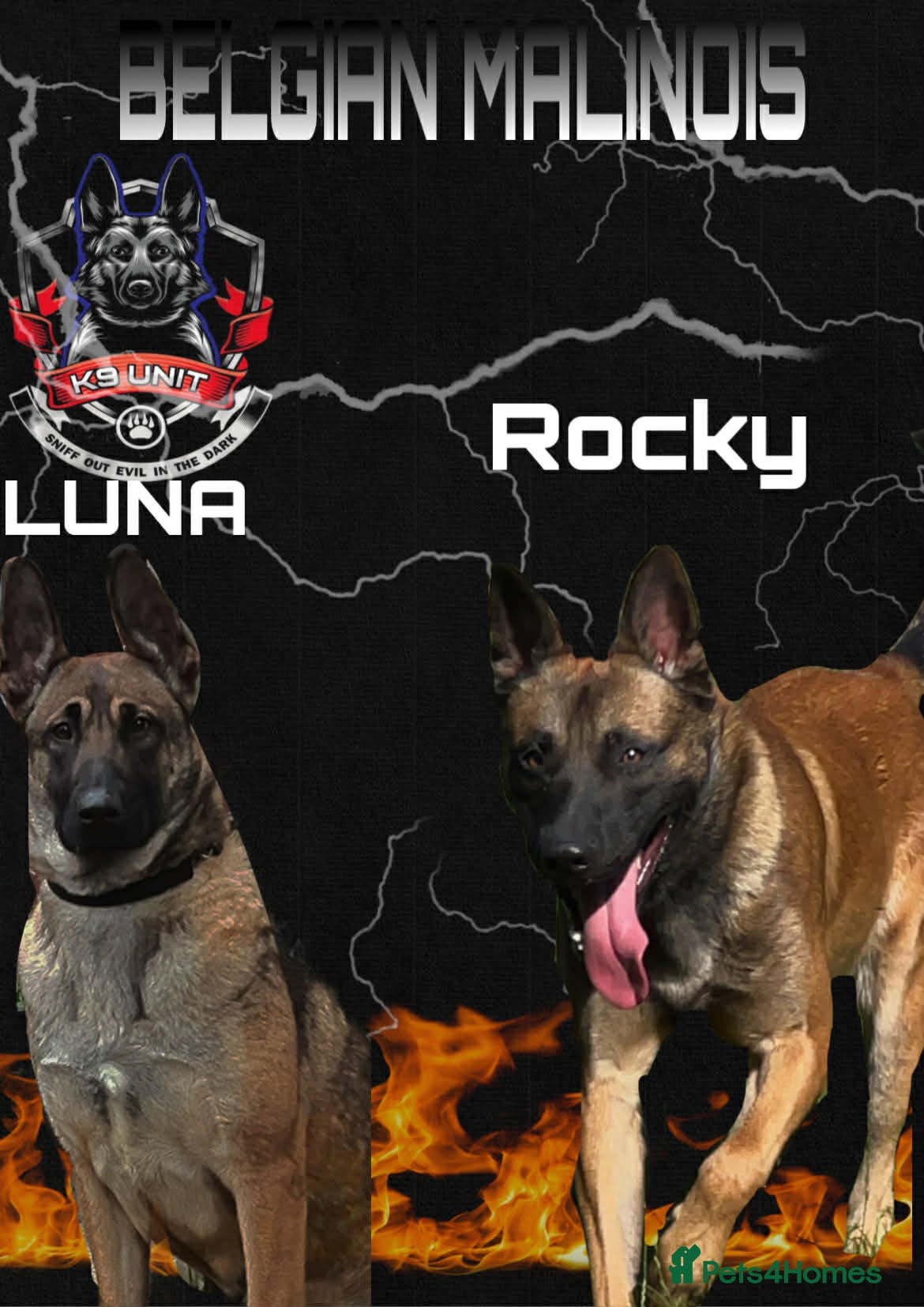 Belgian Shepherd Dog dogs Belgian shepereds puppy’s - Advert 1