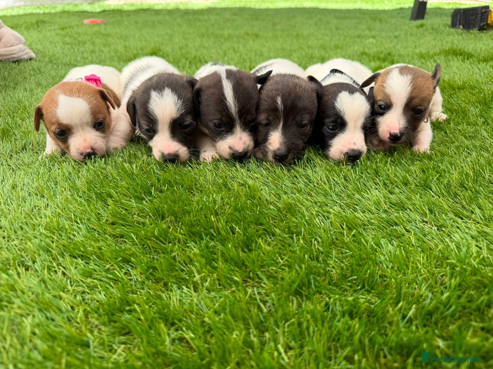 Jack Russell dogs Adorable jack Russell puppies  - Advert 2