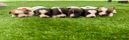 Jack Russell dogs for sale: Adorable jack Russell puppies  - Advert 2