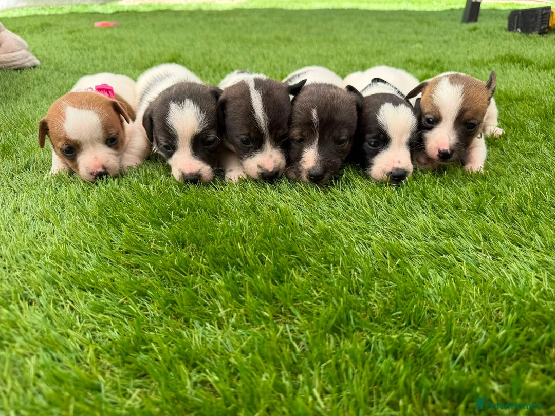 Jack Russell dogs for sale: Adorable jack Russell puppies  - Advert 2