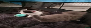 Felix