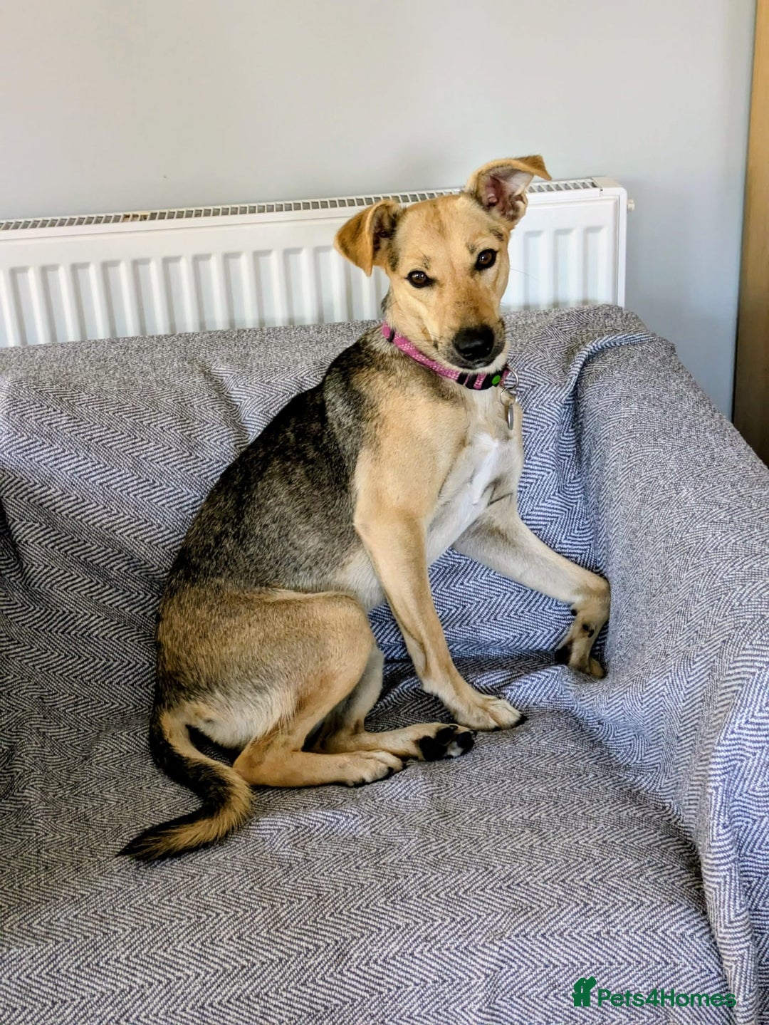 Mixed Breed dogs for adoption: Cute Heidi looking for LOVE - Image 9