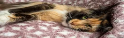 Maine Coon cats for sale: Beautiful Maine Coon Kittens - Advert 7
