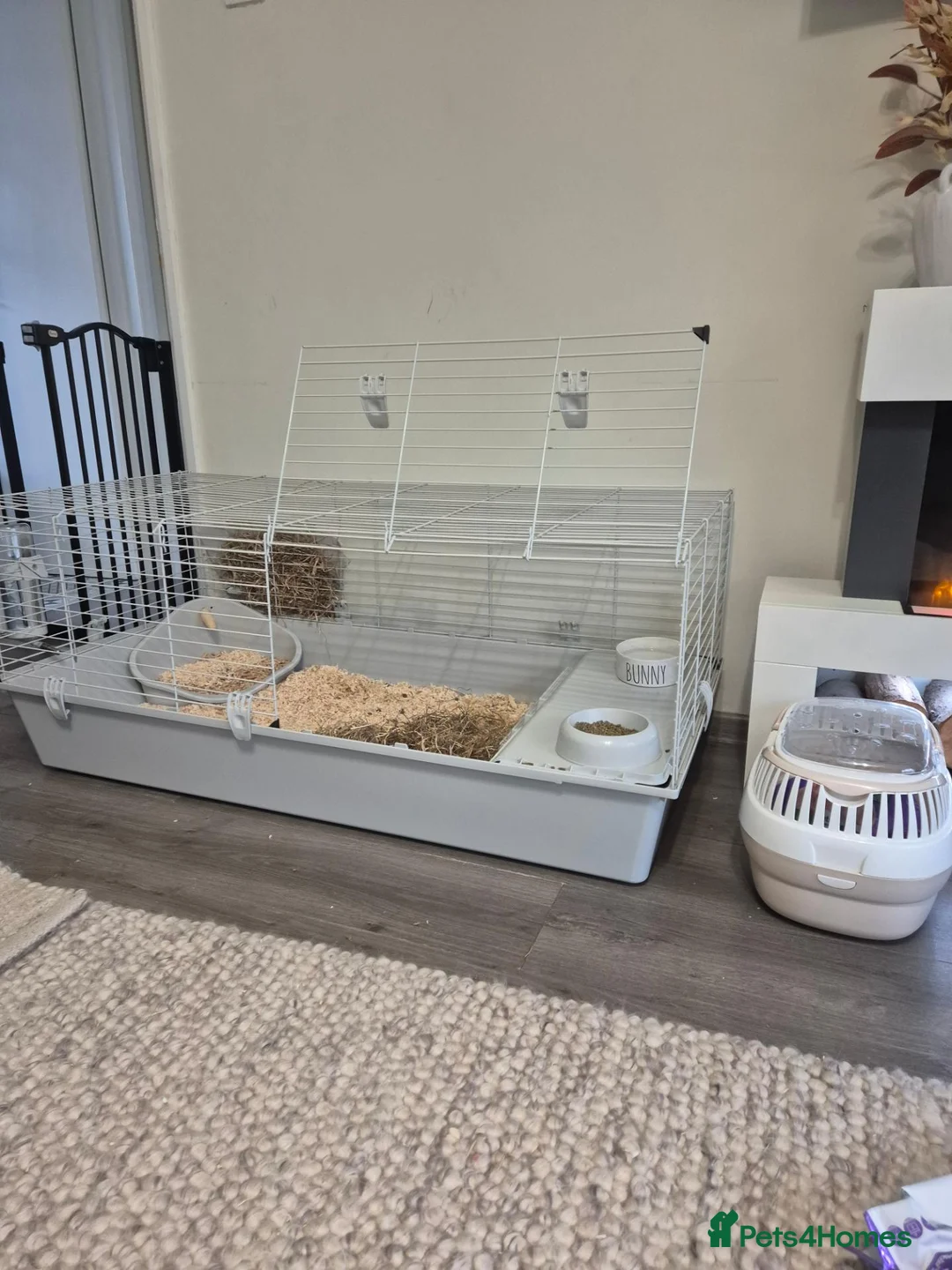 Mini Lion Lop rabbits for sale: Mini lop male  - Advert 2